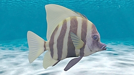 魚