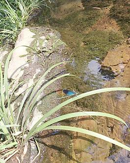 藍(lán)色翅膀的蜻蜓圖片
