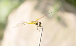 黃蜻蜓圖片