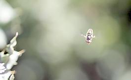 蜜蜂圖片