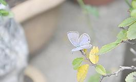 蝴蝶圖片