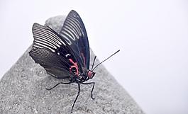 蝴蝶圖片