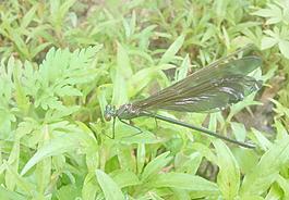 蜻蜓圖片