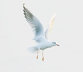 海鷗圖片