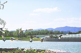 湖 起飞的鸭 山水图片