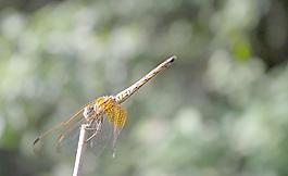 黃蜻蜓圖片