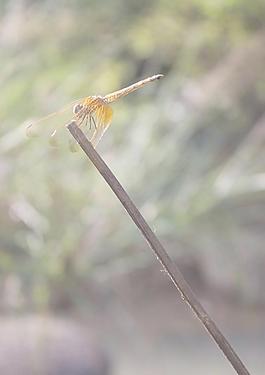 黃蜻蜓圖片