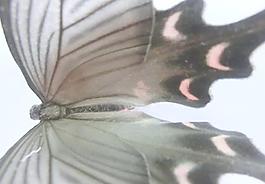 蝴蝶圖片