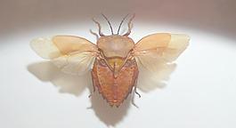 甲殼蟲圖片