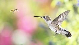 蜂鳥(niǎo)圖片