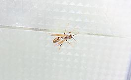 大黃蜂圖片