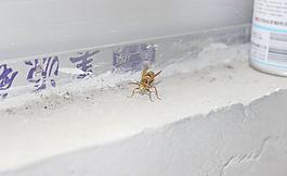 大黃蜂圖片