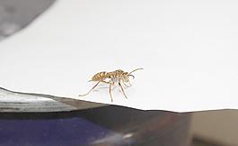 大黃蜂圖片