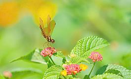 蜻蜓圖片