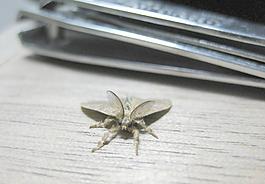 飛蛾圖片