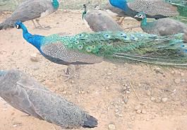 孔雀圖片