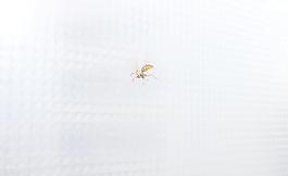 大黃蜂圖片