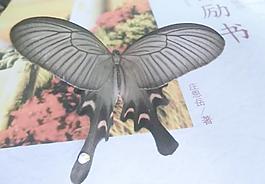 蝴蝶圖片