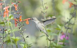 蜂鳥(niǎo)圖片