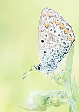 蝴蝶圖片