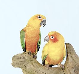 鸚鵡圖片