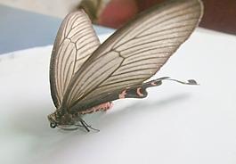 蝴蝶圖片