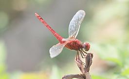 紅蜻蜓圖片
