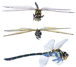 蜻蜓圖片