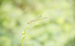 蜻蜓圖片