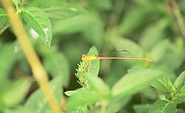 蜻蜓圖片