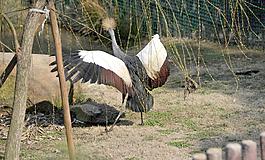 鳥類圖片