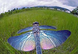 蜻蜓圖片