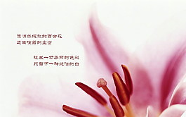 唯美的花心PPT