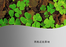 漂亮的三葉草背景PPT模板