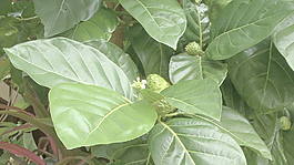 茉莉納尼花放大像蜜蜂的土地存量的錄像