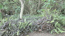 茉莉植物股票视频