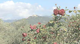 托斯卡納紅玫瑰和山股票視頻