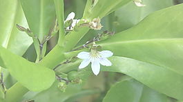考艾草海桐神话夏威夷花股票视频