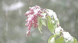 紅芽被雪覆蓋的植物股票視頻