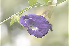 紫色的花股票視頻 視頻免費下載