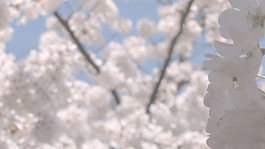 櫻花近焦點(diǎn)轉(zhuǎn)移股票的錄像 視頻免費(fèi)下載