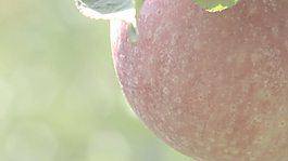 蘋果樹縮小2股票的錄像 視頻免費(fèi)下載