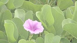 粉紅色的花在夏威夷證券的錄像 視頻免費下載