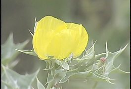 黃色的花的多刺的葉子的股票視頻 視頻免費下載