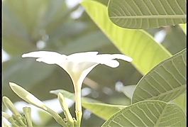 白色的熱帶花卉股票視頻側(cè)視圖 視頻免費下載