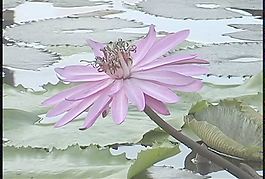 水百合2股票的录像 视频免费下载