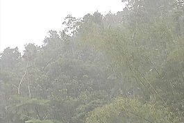在亚马逊雨林的股票视频雨 视频免费下载
