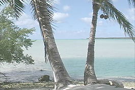 艾圖塔基棕櫚樹(shù) 視頻免費(fèi)下載