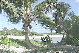 艾圖塔基彎曲的棕櫚樹(shù)的股票視頻 視頻免費(fèi)下載