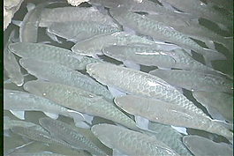 銀鱗魚存量的錄像 視頻免費下載